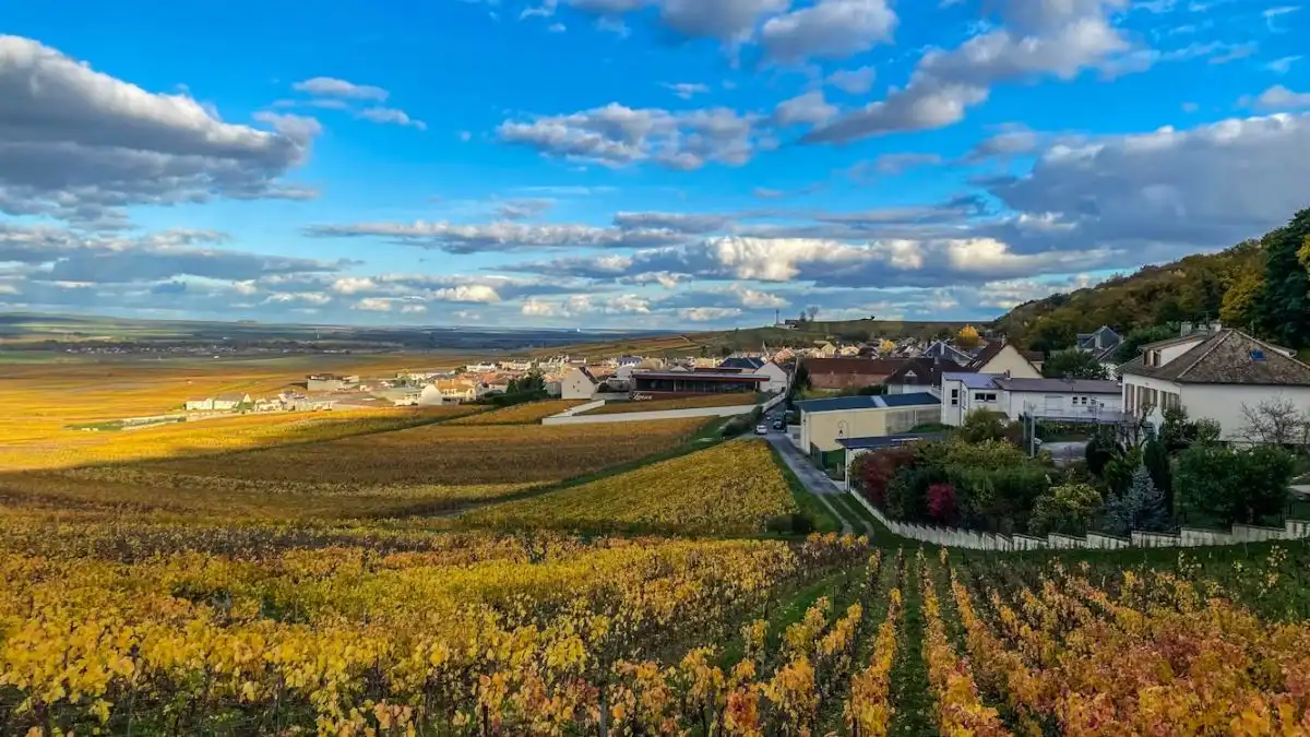 Champagne vineyards for a private day trip from Paris